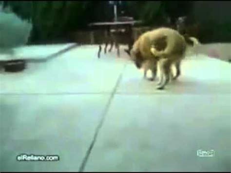 videos pornos de animales